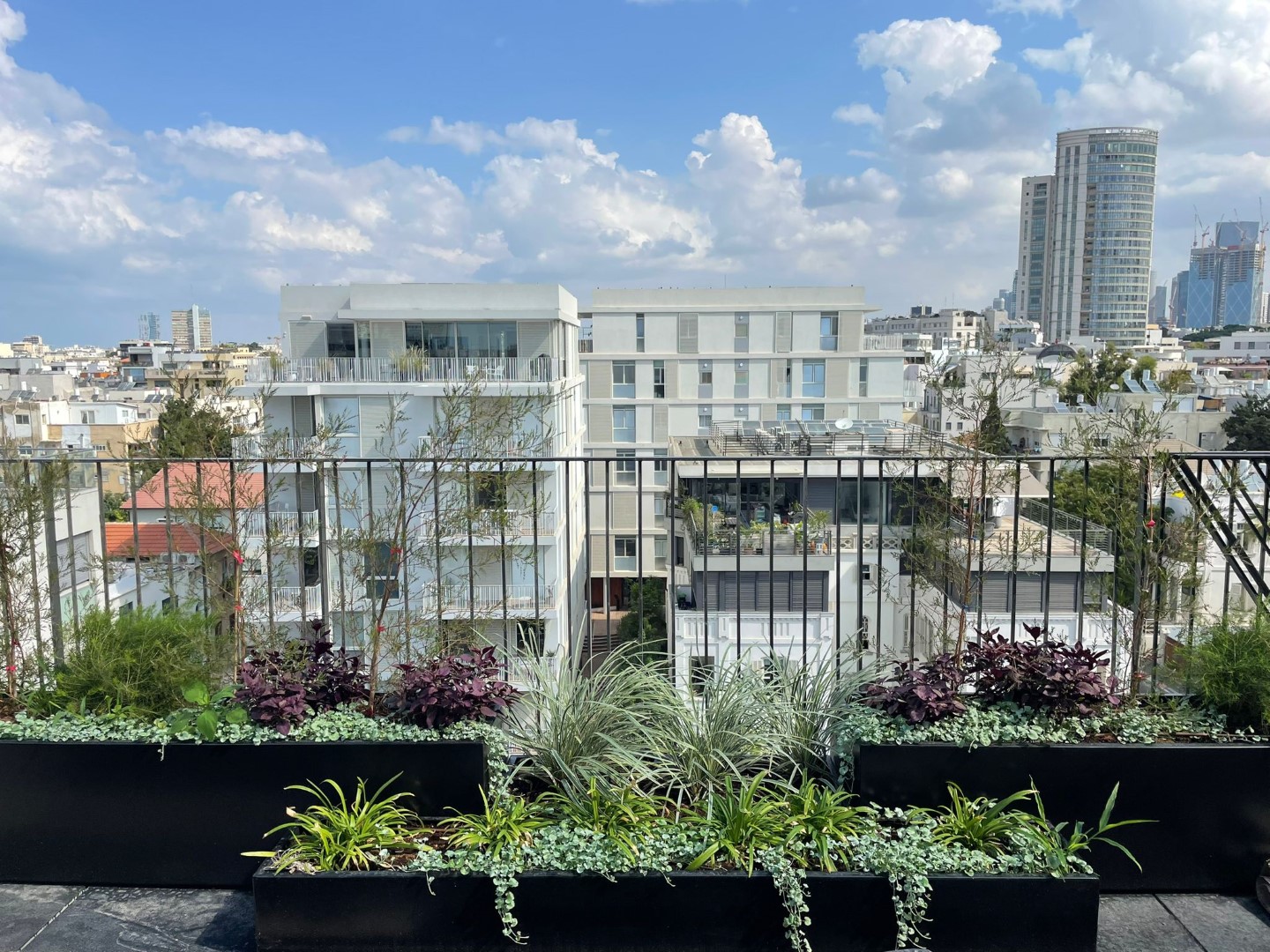 פנטאוז יפו מוהילבר גינת גג