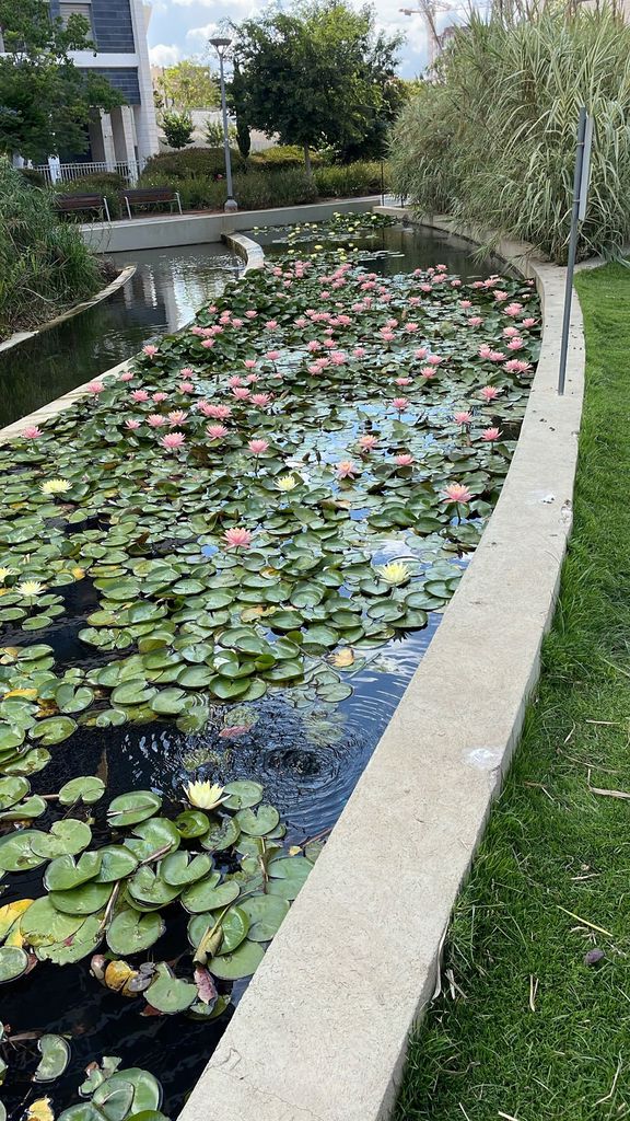 נחלול פארק קונוביץ