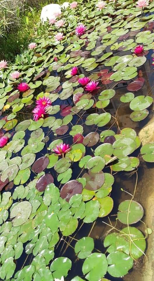 פרוייקטים מגוונים