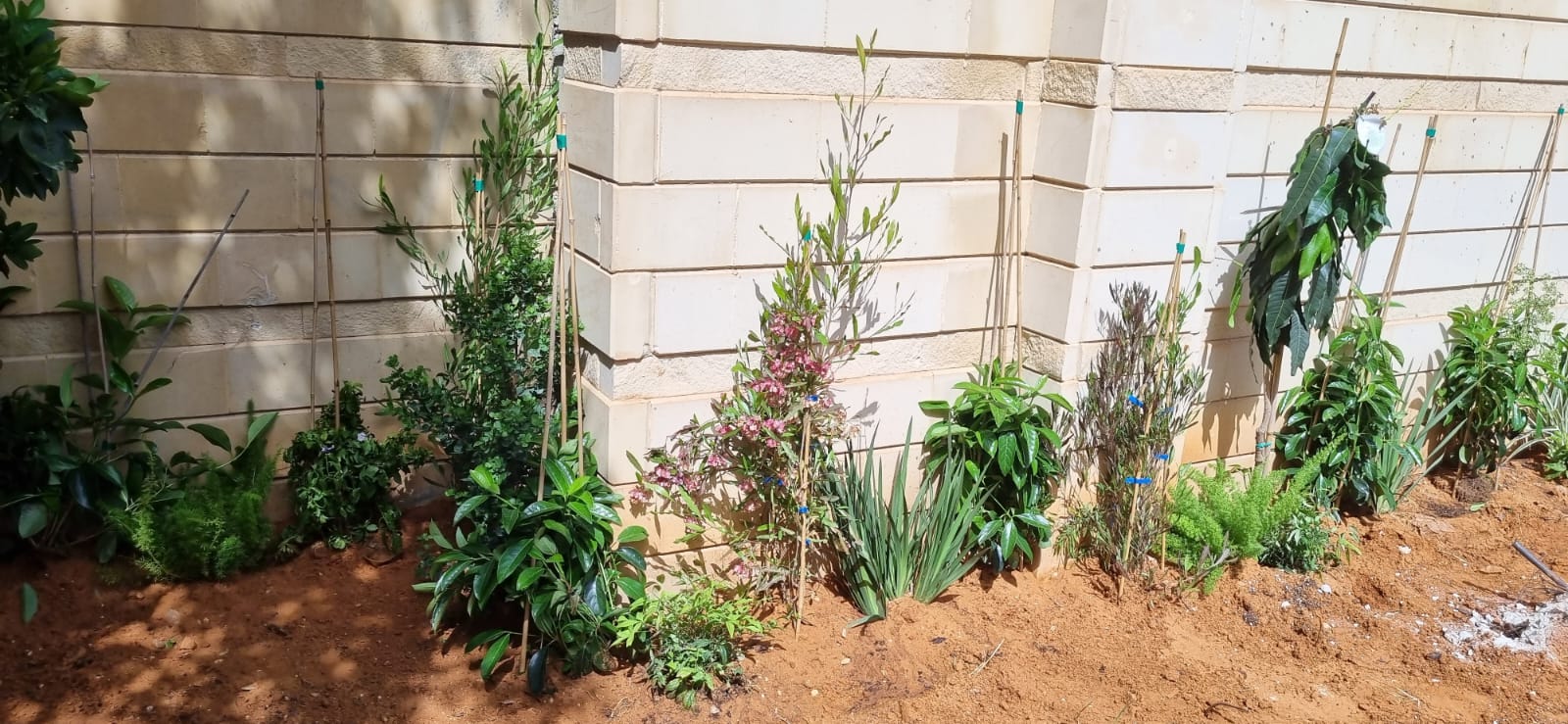  סידור השטח לאחר בנייה חדשה ושתילות